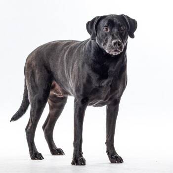 Dante -  Black Labrador Retriever Dog for Adoption in Reno, Nevada - Dante | PetCurious