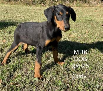 Coonhound Dogs Available for Adoption in Lawrenceburg, Tennessee - Curly (Roscoe) | PetCurious