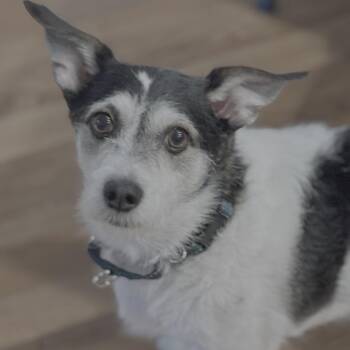 Buddy -  Jack Russell Terrier Dog for Adoption in Pinellas Park, Florida - Buddy | PetCurious