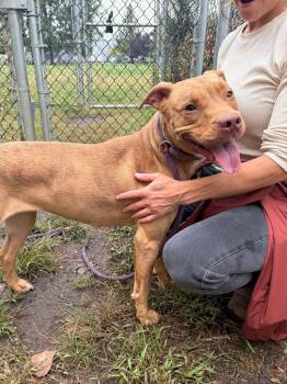 Jamaica -  Pit Bull Terrier Dog for Adoption in Chicago, Illinois - Jamaica | PetCurious