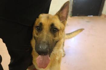 JAMESON -  Mixed Breed Dog for Adoption in Columbia, South Carolina - JAMESON | PetCurious