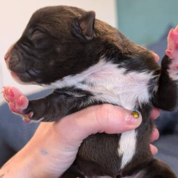 Mixed Breed Dogs Available for Adoption in Biltmore Forest, North Carolina - Otter | PetCurious