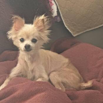 Scar -  Pomeranian and Chihuahua Dog for Adoption in Kokomo, Indiana - Scar | PetCurious