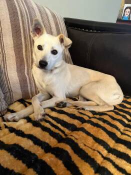 Mixed Breed Dogs Available for Adoption in Oceanside, California - Snowy | PetCurious