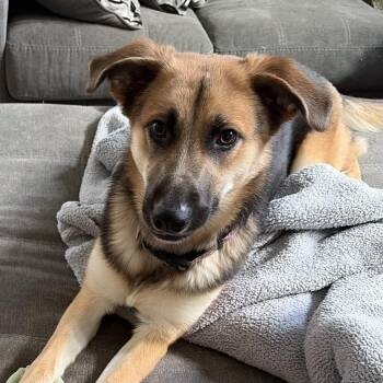 Kona -  Shepherd Dog for Adoption in Columbia, South Carolina - Kona | PetCurious