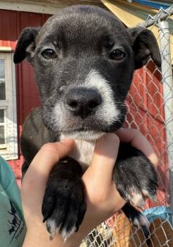 Rescue Mixed Breed Dogs for Adoption in Troy, Alabama - Toblerone | PetCurious