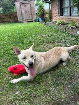 Thomas -  Cardigan Welsh Corgi Dog for Adoption in Fayetteville, West Virginia - Thomas | PetCurious