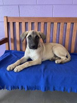 **CLIFF** -  Anatolian Shepherd Dog for Adoption in North Prairie, Wisconsin - **CLIFF** | PetCurious