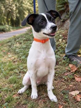 Linus -  Chihuahua and Jack Russell Terrier Dog for Adoption in Puyallup, Washington - Linus | PetCurious