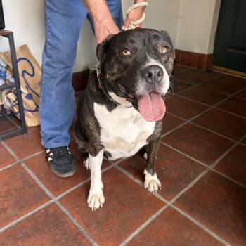 Black Labrador Retriever and Pit Bull Terrier Dogs Available for Adoption in Pasadena, California - Pooch | PetCurious