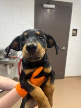 Cynder -  Australian Cattle Dog Blue Heeler Dog for Adoption in Nacogdoches, Texas - Cynder | PetCurious