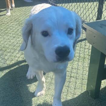 Mixed Breed Dogs Available for Adoption - Peanut | PetCurious