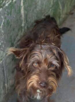 Dash - At shelter available 10/1 -  Dachshund Dog for Adoption in Rustburg, Virginia - Dash - At Shelter Available 10/1 | PetCurious