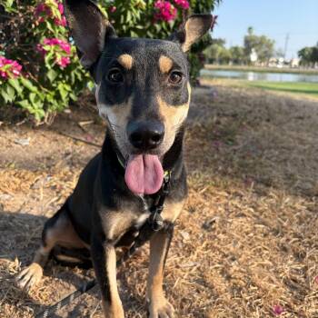 Benny -  Miniature Pinscher Dog for Adoption in Harlingen, Texas - Benny | PetCurious