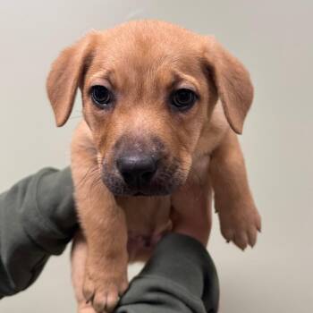Mixed Breed Dogs Available for Adoption - Rueger | PetCurious
