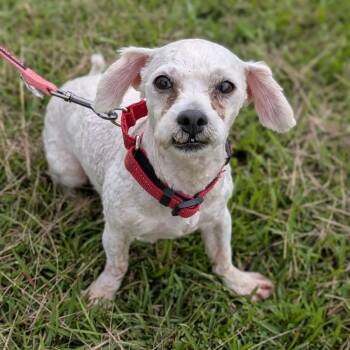 Gavin 08-0601 -  Bichon Frise and Shih Tzu Dog for Adoption in Tyrone, Georgia - Gavin 08-0601 | PetCurious