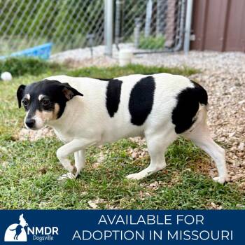 Felicia (AG26-24) -  Rat Terrier Dog for Adoption in Peyton, Colorado - Felicia (AG26-24) | PetCurious