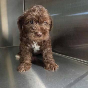 Female Puppy 4 (0230) -  Miniature Poodle Dog for Adoption in Fairfax Station, Virginia - Female Puppy 4 (0230) | PetCurious