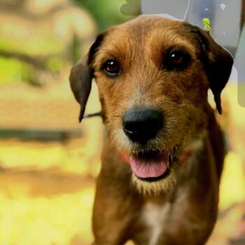 Rescue Airedale Terrier Dogs for Adoption in Mettawa, Illinois - Harper- A Beautiful Momma | PetCurious