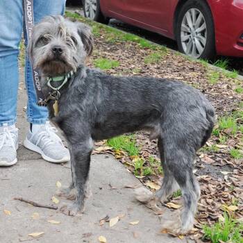 Maltese and Poodle Dogs Available for Adoption in Richmond, California - HOWELL | PetCurious