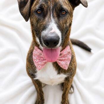 Zora -  Cattle Dog and Labrador Retriever Dog for Adoption in Leesburg, Alabama - Zora | PetCurious