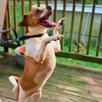 Theo -  Terrier Dog for Adoption in New York, New York - Theo | PetCurious