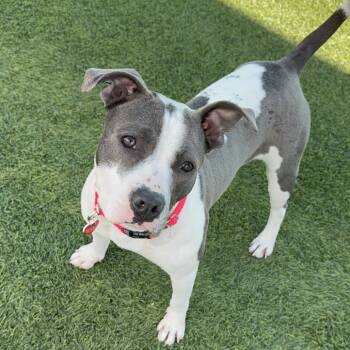 Rescue Pit Bull Terrier Dogs for Adoption in Los Angeles, California - Olla A2174675 | PetCurious