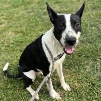 Rescue Terrier Dogs for Adoption in Hackett, Arkansas - Lady Athena | PetCurious