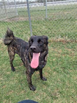 Shepherd Dogs Available for Adoption in Mineral Point, Wisconsin - Tigger | PetCurious
