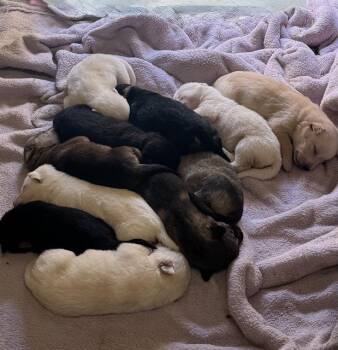 German Shepherd Dog and Mixed Breed Dogs Available for Adoption in Riverside, California - LUFFY | PetCurious