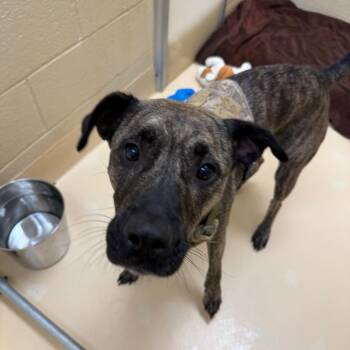 Venusaur -  Mixed Breed Dog for Adoption in Winston-salem, North Carolina - Venusaur | PetCurious