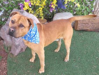 Pit Bull Terrier and Mixed Breed Dogs Available for Adoption - BOBO | PetCurious