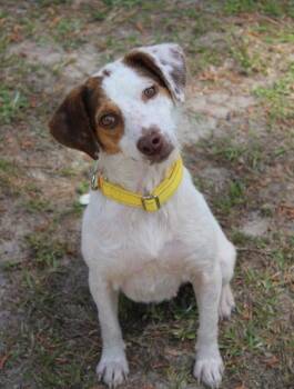 Beagle and Mixed Breed Dogs Available for Adoption - 3868B Bunny-Adoption Ambassador | PetCurious