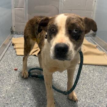 Magnolia -  Australian Shepherd and Australian Cattle Dog Blue Heeler Dog for Adoption in Charlottesville, Virginia - Magnolia | PetCurious