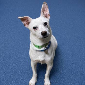 Chihuahua and Mixed Breed Dogs Available for Adoption in Riverside, California - Billy | PetCurious