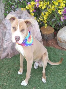 Pit Bull Terrier and Mixed Breed Dogs Available for Adoption - TAD | PetCurious