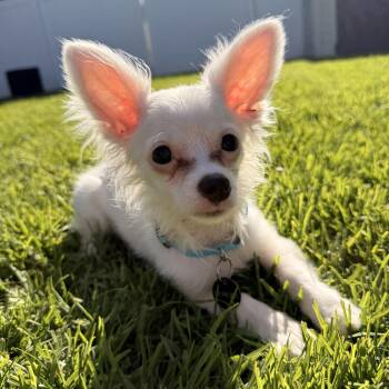 Skipper -  Chihuahua Dog for Adoption in Torrance, California - Skipper | PetCurious