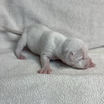 Terrier Dogs Available for Adoption - Fleur Mardi C214 | PetCurious