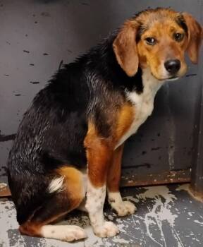 Beagle Dogs Available for Adoption in New Lexington, Ohio - Larry #60 | PetCurious
