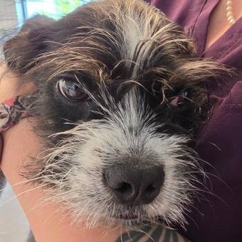 Benji -  Mixed Breed Dog for Adoption in Leander, Texas - Benji | PetCurious