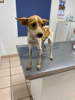 Dany -  Chihuahua and Australian Cattle Dog Blue Heeler Dog for Adoption in Estes Park, Colorado - Dany | PetCurious