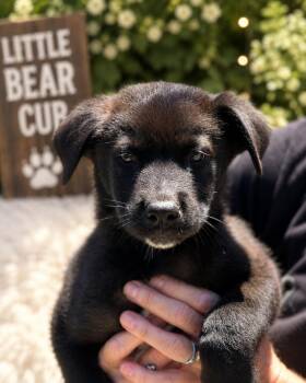 ONYX -  Black Labrador Retriever Dog for Adoption in Los Angeles, California - ONYX | PetCurious