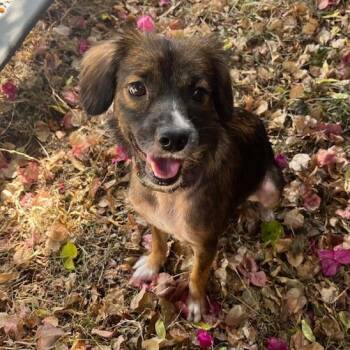 *** Frida -  Chihuahua Dog for Adoption in Oceanside, California - *** Frida | PetCurious