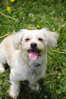 April -  Shih Tzu Dog Available for Adoption in Hayward, Wisconsin - April | PetCurious