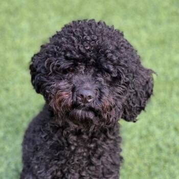 Poodle Dogs Available for Adoption in Burlingame, California - Norm | PetCurious