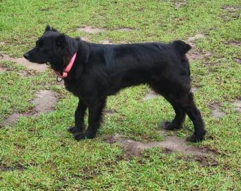 Chrisy -  Mixed Breed Dog for Adoption in Taycheedah, Wisconsin - Chrisy | PetCurious