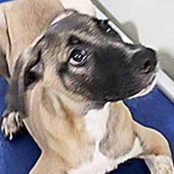 Yuno - WAITING FOR HIS FOREVER HOME -  Shepherd Dog for Adoption in Thousand Oaks, California - Yuno - WAITING FOR HIS FOREVER HOME | PetCurious