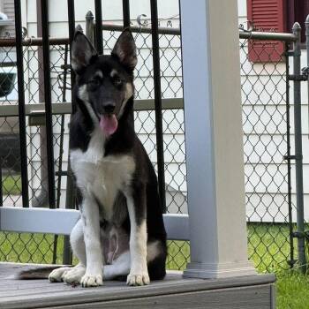 Jolene -  Shepherd Dog for Adoption in Hilton, New York - Jolene | PetCurious