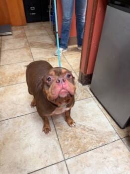 Rescue Mixed Breed Dogs for Adoption in Cincinnati, Ohio - Aleesha | PetCurious