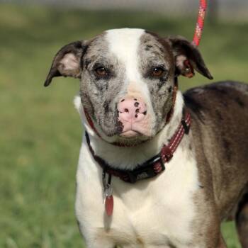 Catahoula Leopard Dog Dogs Available for Adoption - Wilbur | PetCurious